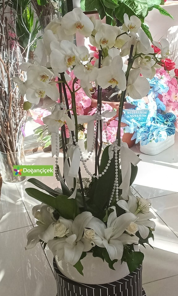 Fuara Orkide Sipari�i