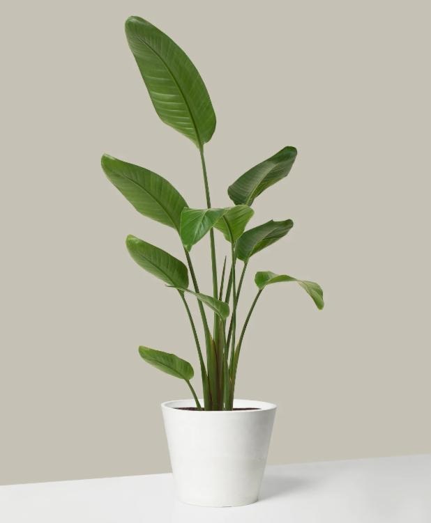 120 Cm Starli�e Bitkisi