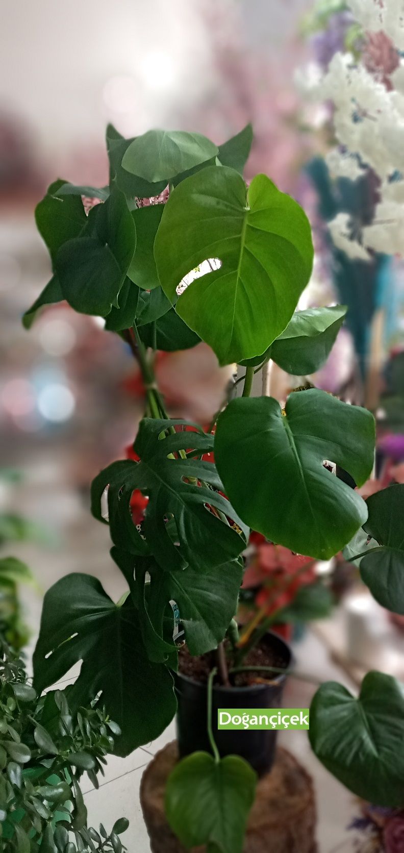 Devetaban� Bitkisi