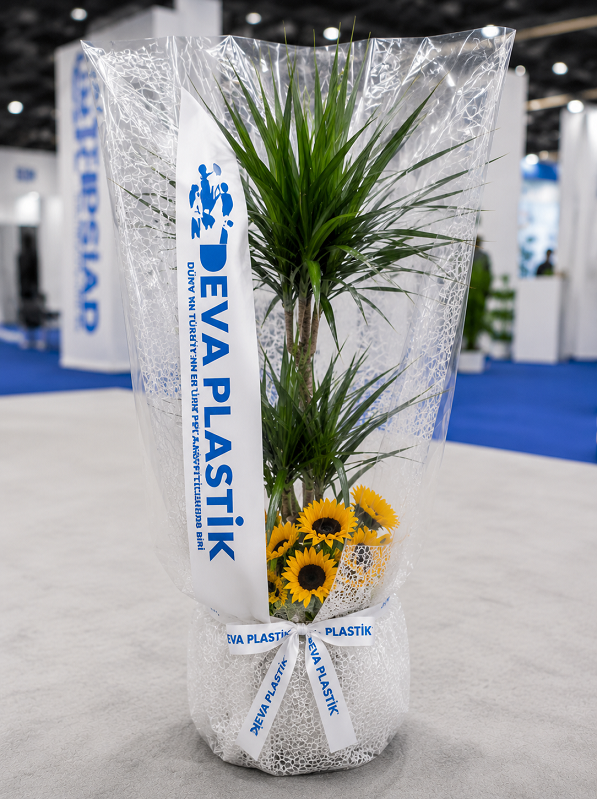 Marginata Bitkisi Ay�i�e�i Aranjman�