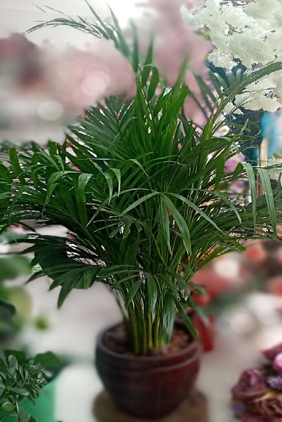 Areka Palmiyesi Bitkisi