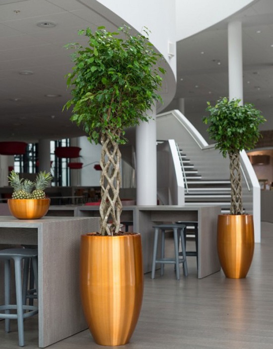 rgl Benjamin Bitkisi