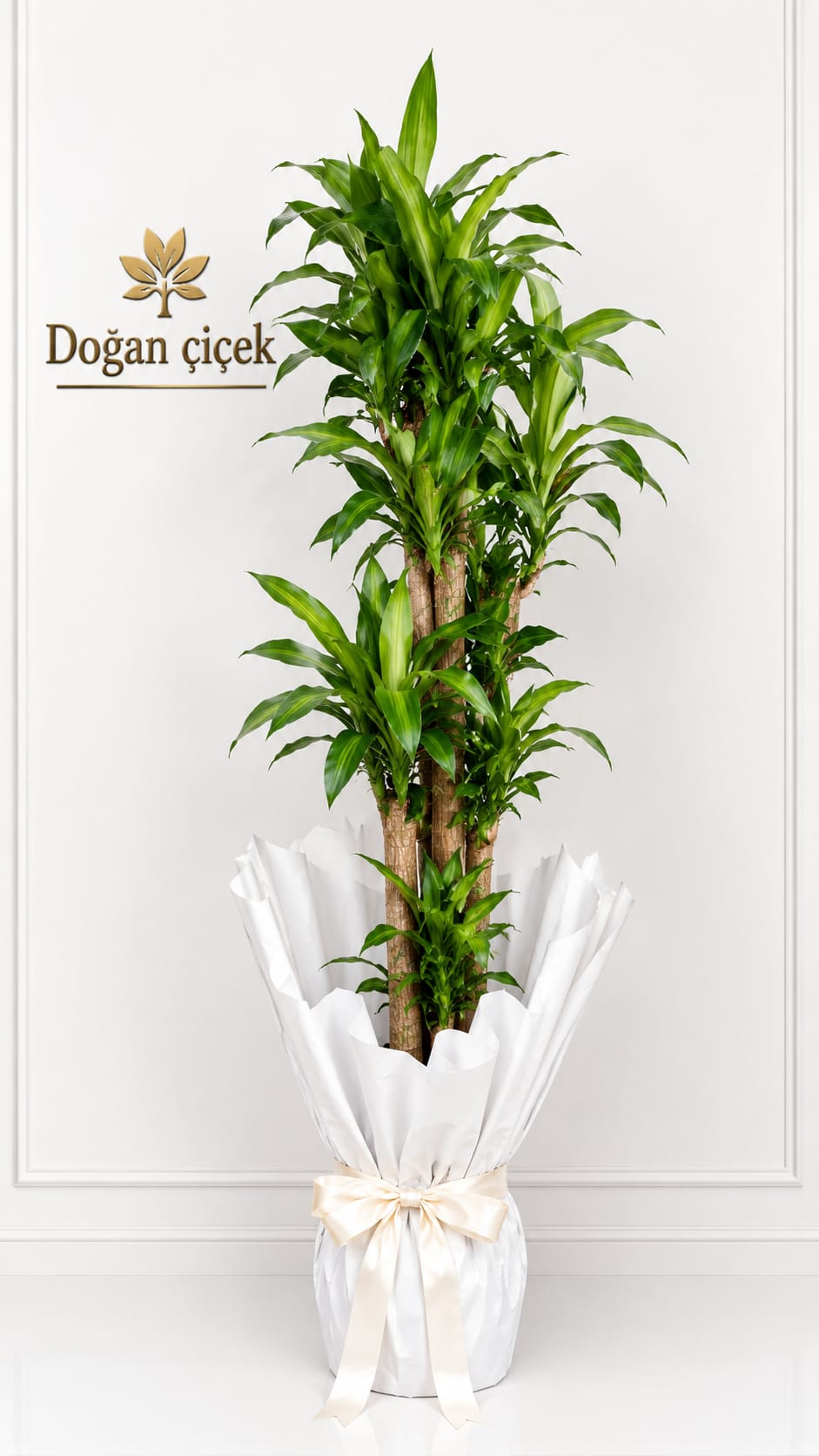 Yukcca BVitkisi 150 cm