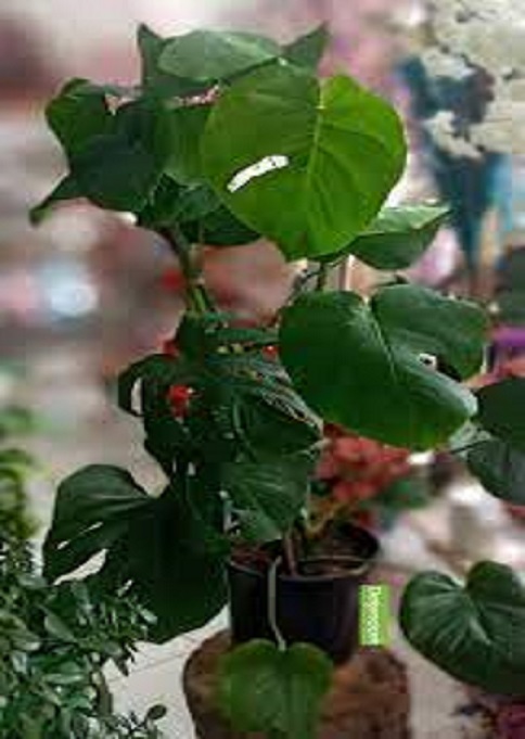 Devetaban Geni Yaprakl Bitki