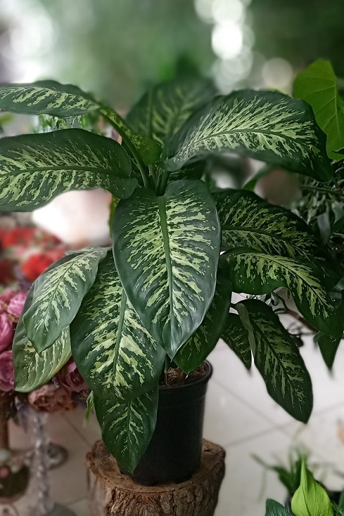 Difenbahya Tropik Snow