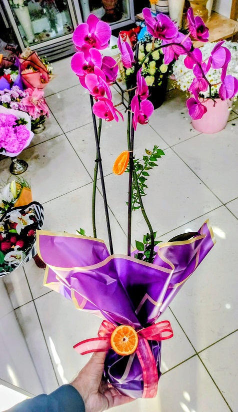 �ift Dall� Pembe Orkide