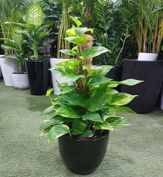 Egzotik Posot Bitkisi